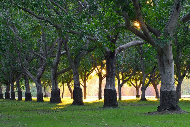 Image, walnut orchard.