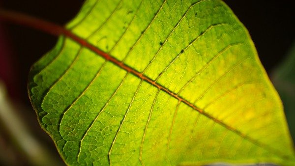 Image, green leaf.