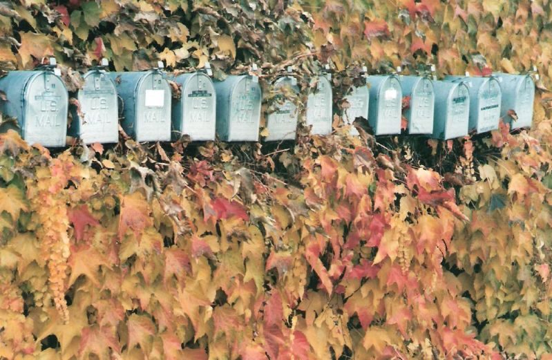 Image, Mailboxes in ivy.